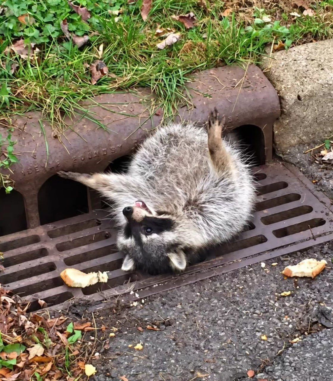 A raccoon in the US became so fat that it — 2