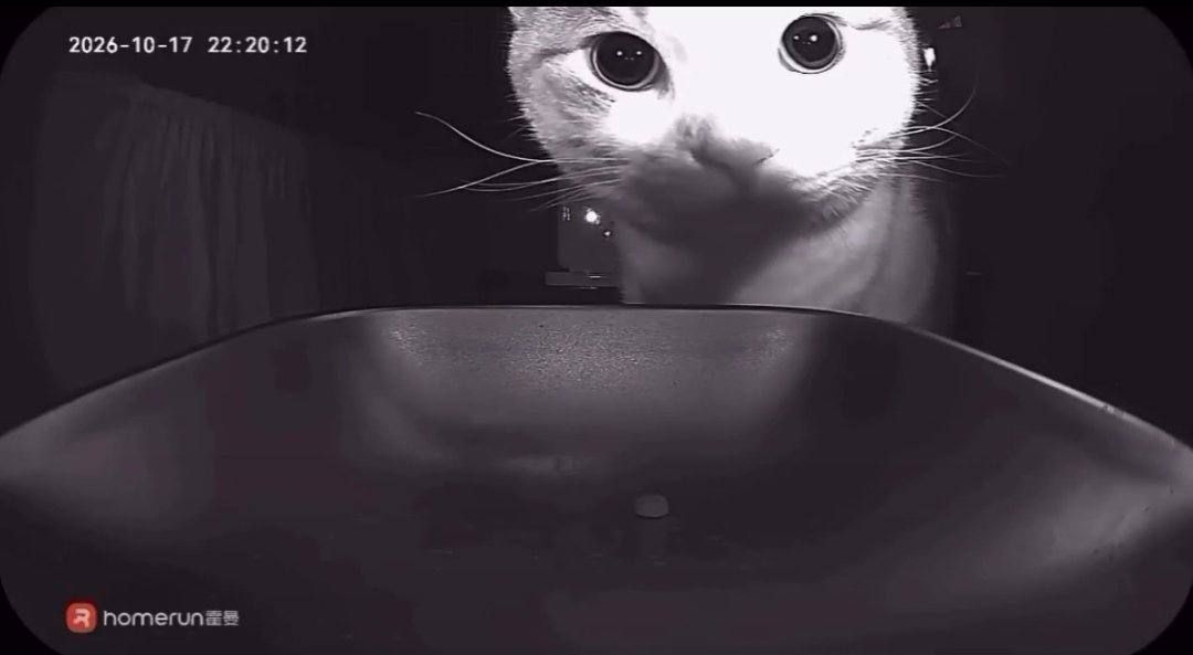 Cat eats one piece of food from empty feeder — 2