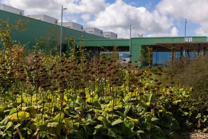 Microsoft masks data centers with forests and meadows — 2