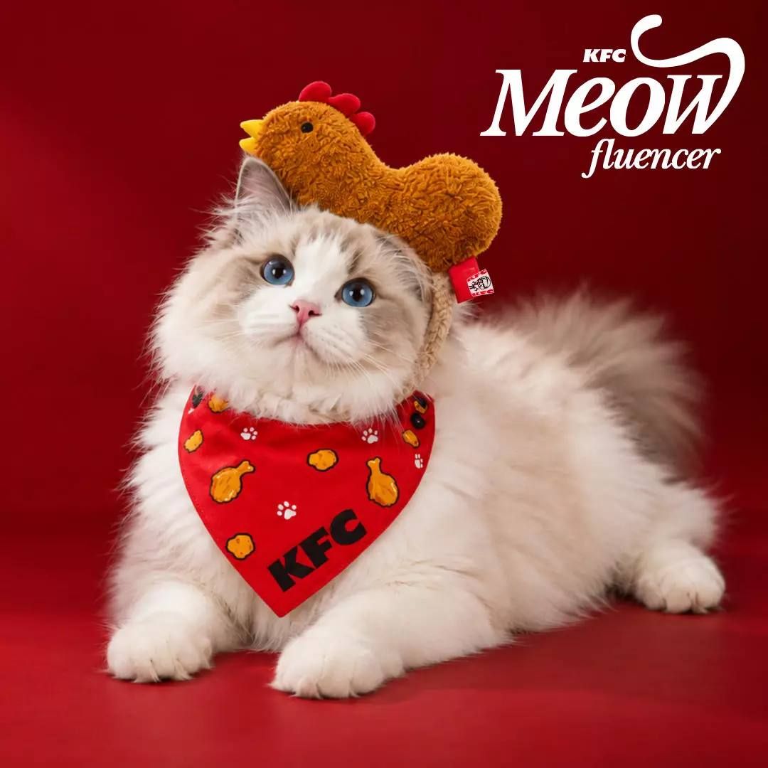 KFC нанимает кота на роль рекламного лица