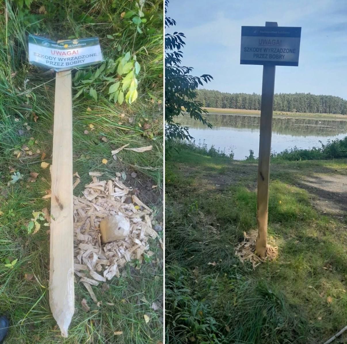 Beavers rebel against Polish authorities