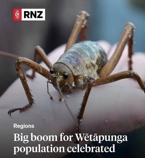 Revival of the Heaviest Insects in the World