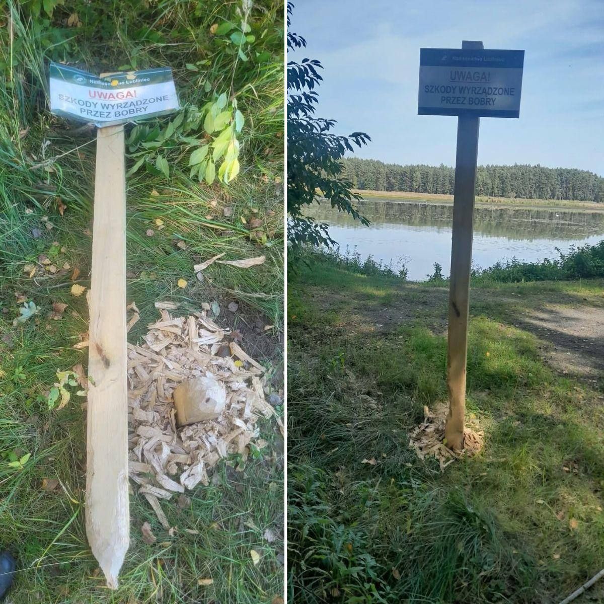 Бобры в Польше съели табличку «осторожно