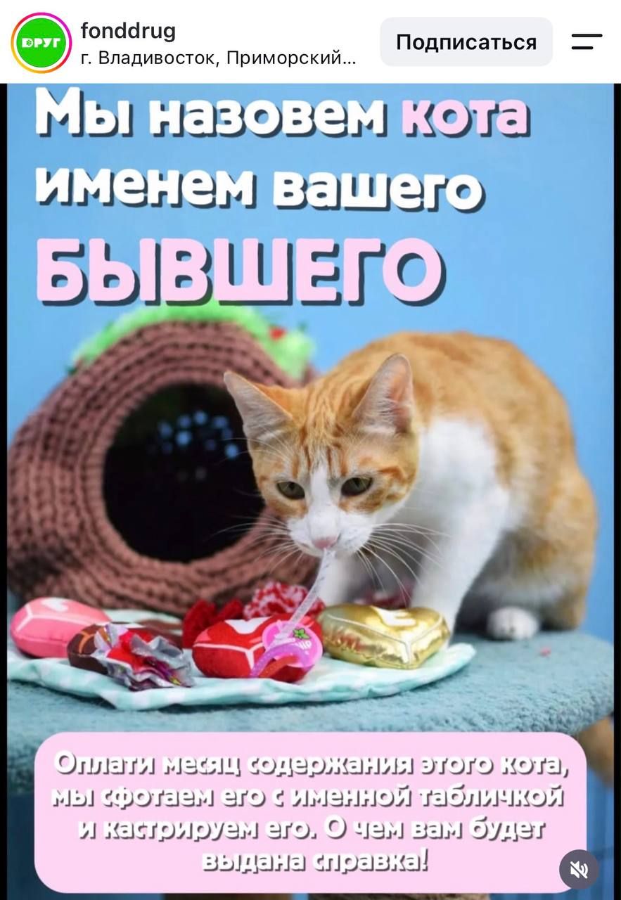 Приют во Владивостоке предложит кастрировать бывшего кота за оплату ухода