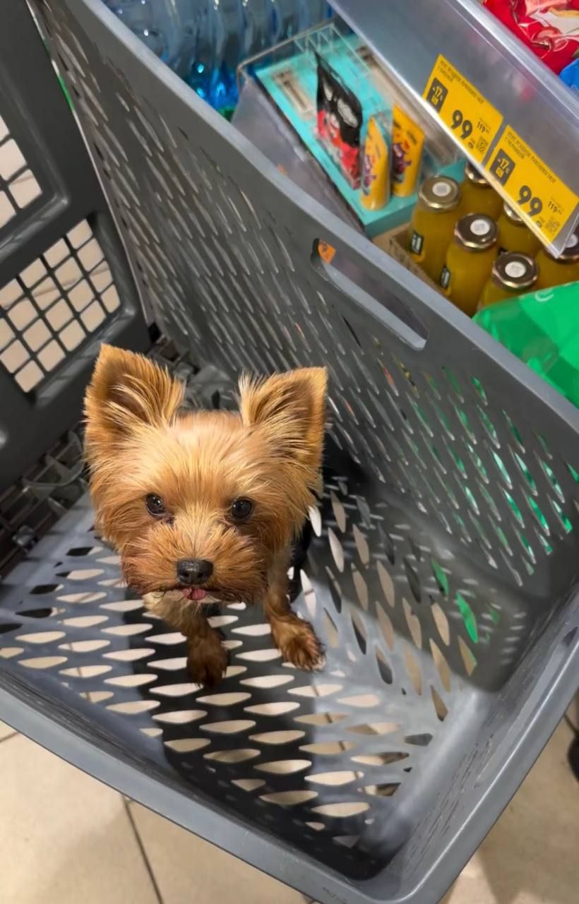 Cuteness: Self-service checkout mistakes dog for golden bun