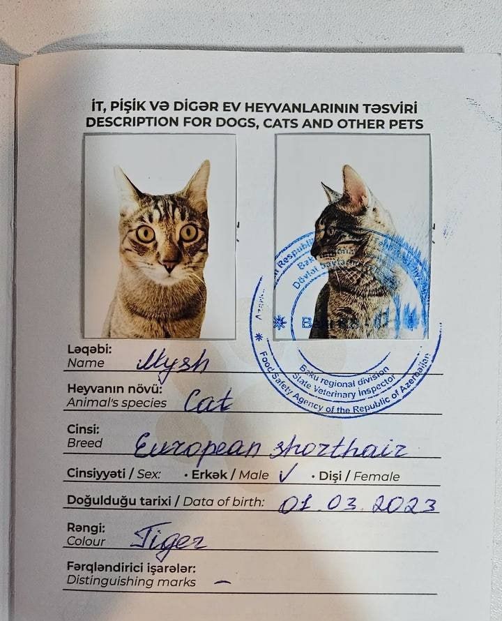 Cats in Azerbaijan Get Passports Requiring Profile Photos