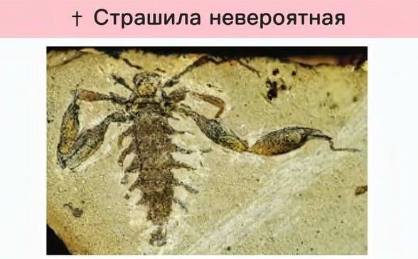 Funny scientific names for insects from entomologists