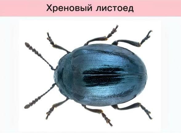 Funny scientific names for insects from entomologists — 2