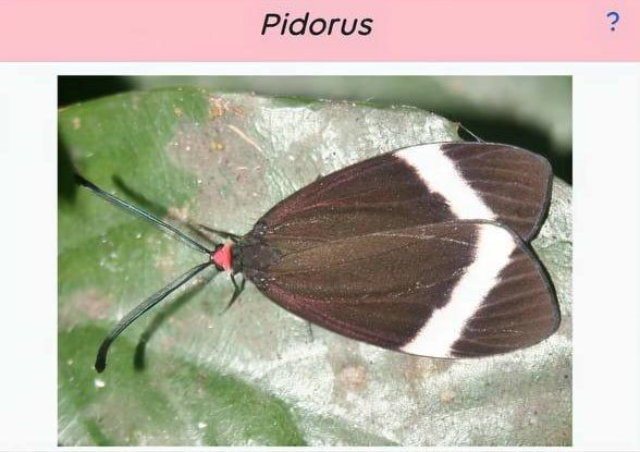 Funny scientific names for insects from entomologists — 3