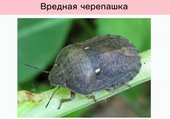 Funny scientific names for insects from entomologists — 4