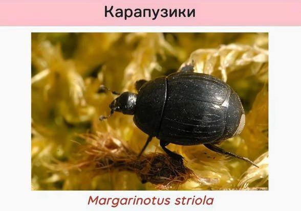Funny scientific names for insects from entomologists — 5