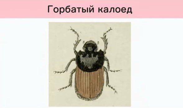 Funny scientific names for insects from entomologists — 6