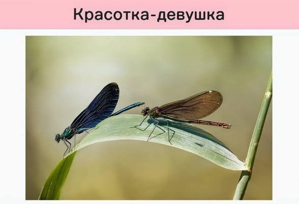Funny scientific names for insects from entomologists — 7