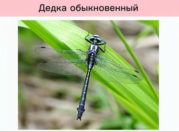 Funny scientific names for insects from entomologists — 8