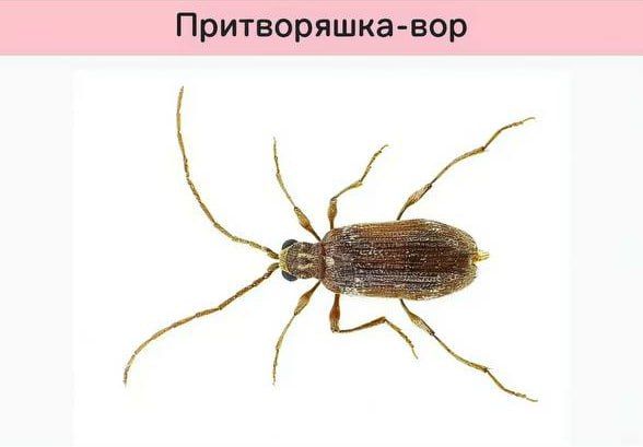 Funny scientific names for insects from entomologists — 9