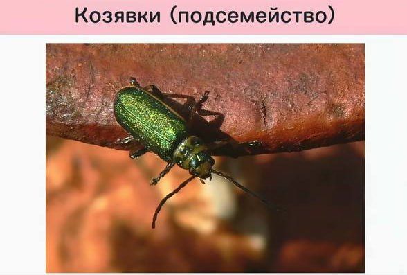 Funny scientific names for insects from entomologists — 10