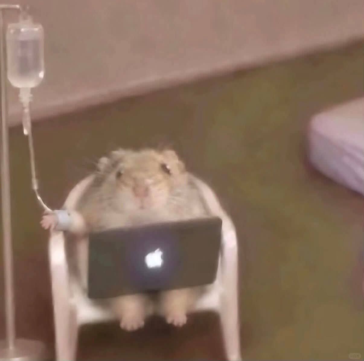 Russians at home while half the internet exploded