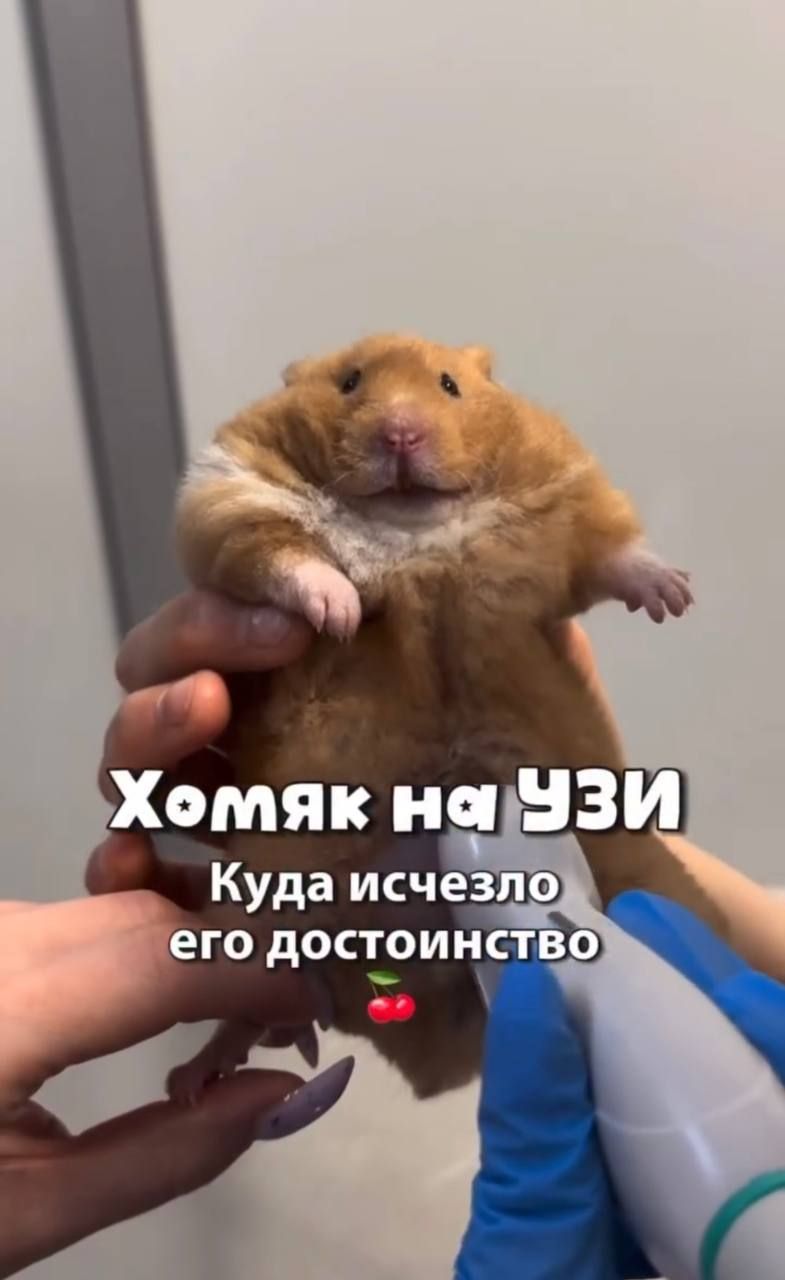 Hamster Biscuit's Testicles Disappeared: Why It Happened