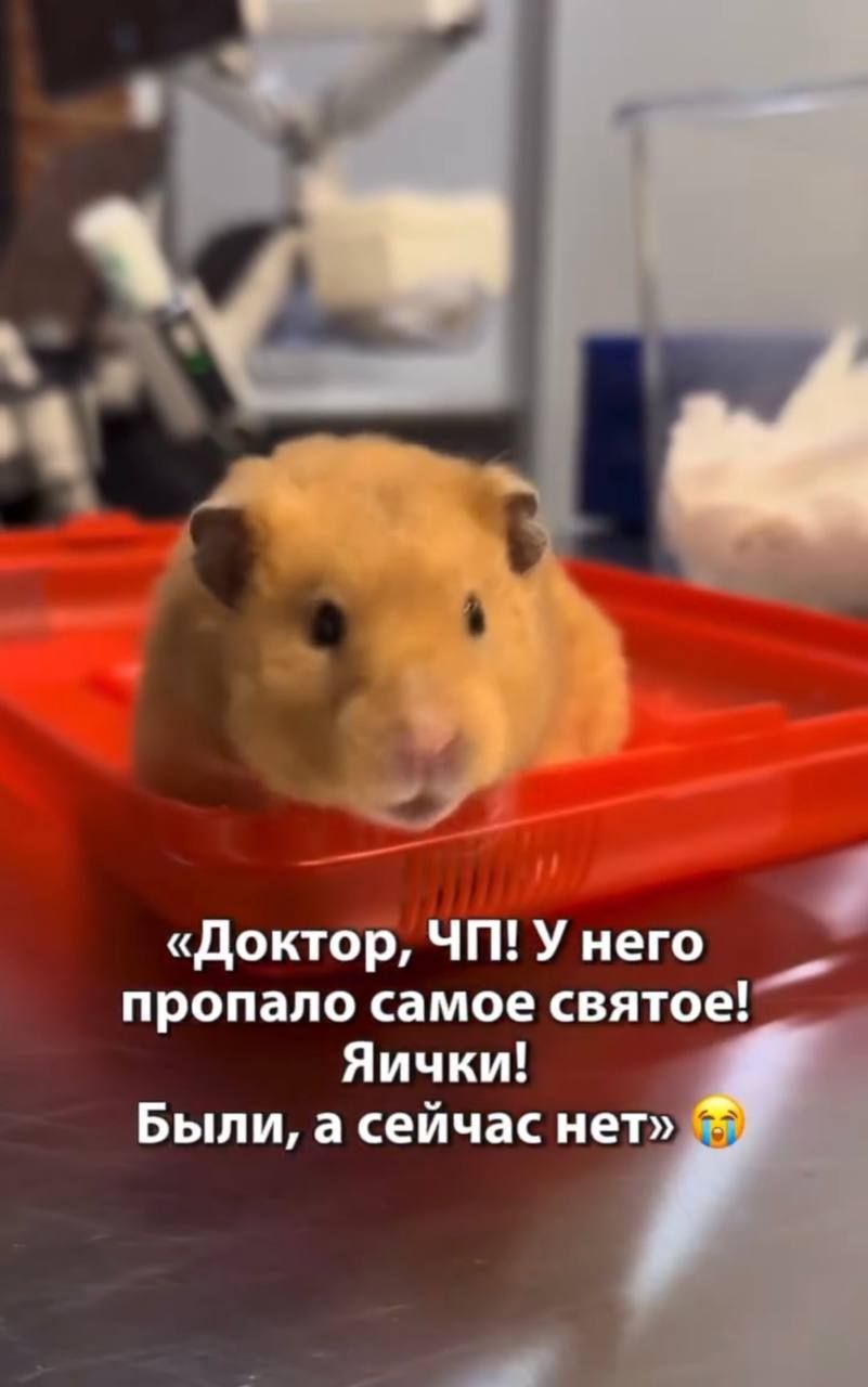 Hamster Biscuit's Testicles Disappeared: Why It Happened — 2