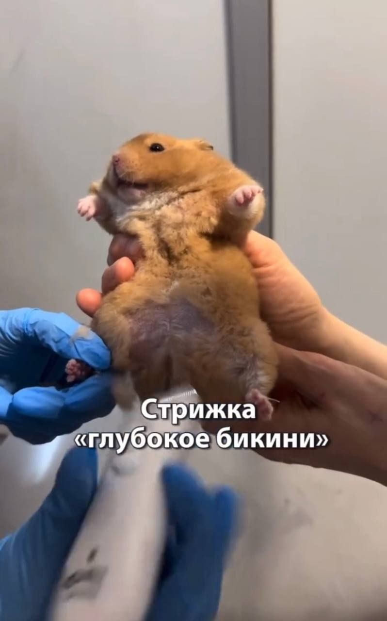 Hamster Biscuit's Testicles Disappeared: Why It Happened — 3