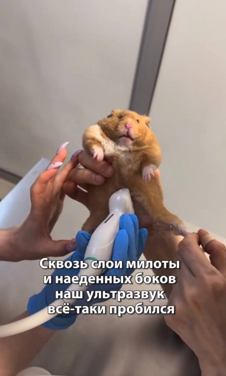 Hamster Biscuit's Testicles Disappeared: Why It Happened — 4