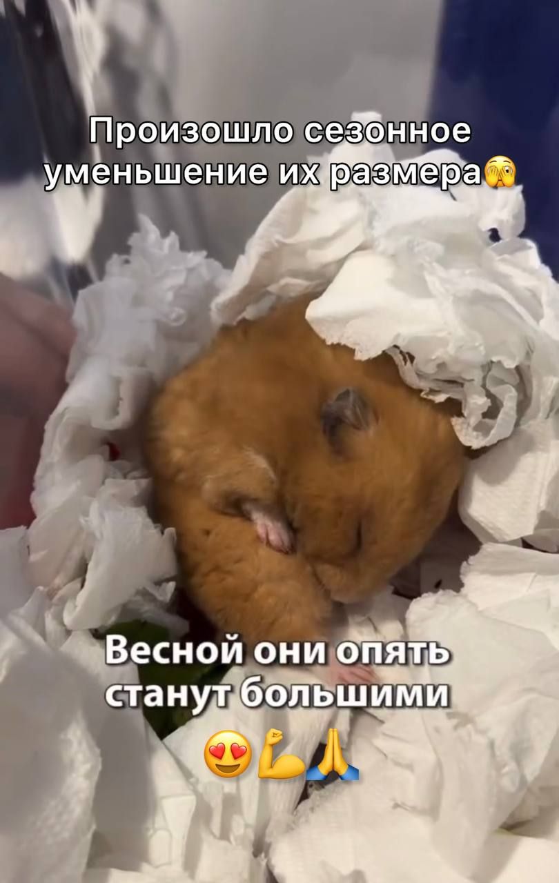 Hamster Biscuit's Testicles Disappeared: Why It Happened — 6