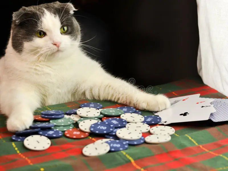 Ministry of Finance Studies Legalization of Online Casinos in Russia